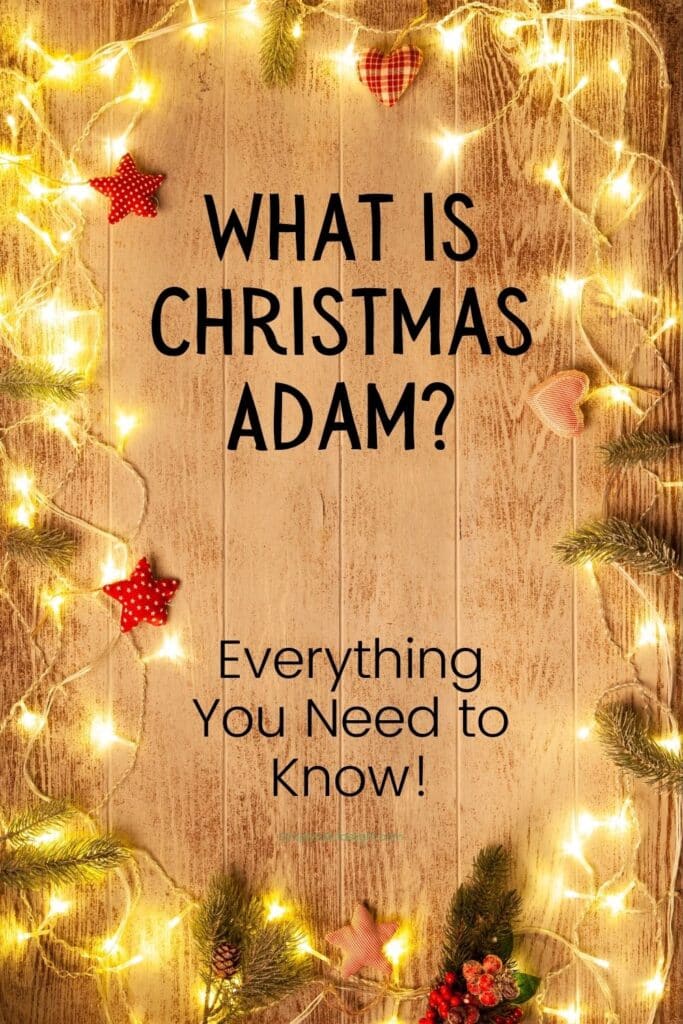 What is Christmas Adam?  Everything you need to know.