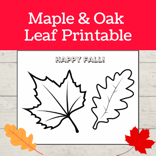 Maple and Oak Leaf Printable - free leaf templates and coloring pages