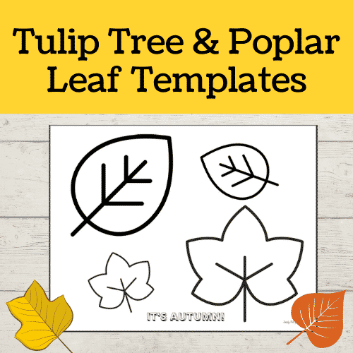 tulip tree and Poplar Leaf Templates - free printable leaf patterns