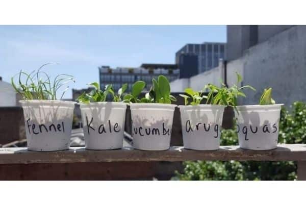 Reuse K-cups for your garden by Gennifer Rose
