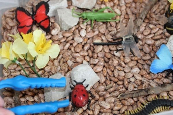 Insect sensory play - blue tongs picking up a ladybug in a sensory bin filled with brown beans, rocks, sticks, and bugs