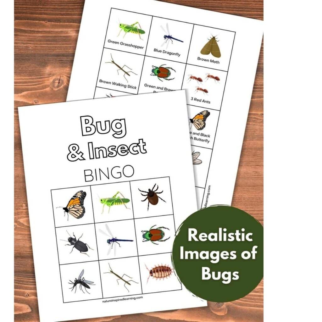 Bug Bingo Free Printable by Nature Inspired Learning