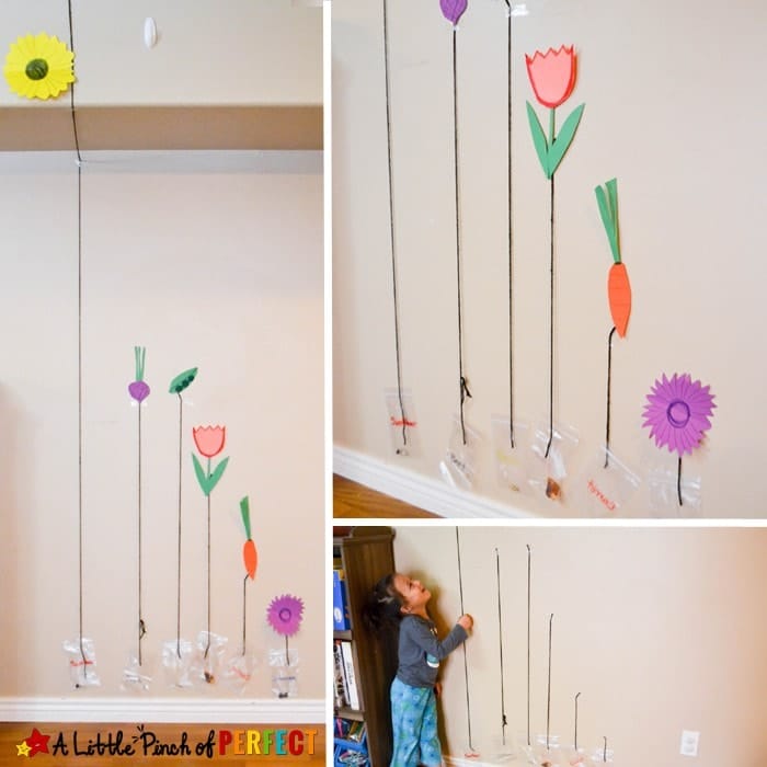 Measurement Garden: Spring Math Activity from A Little Pinch of Perfect.